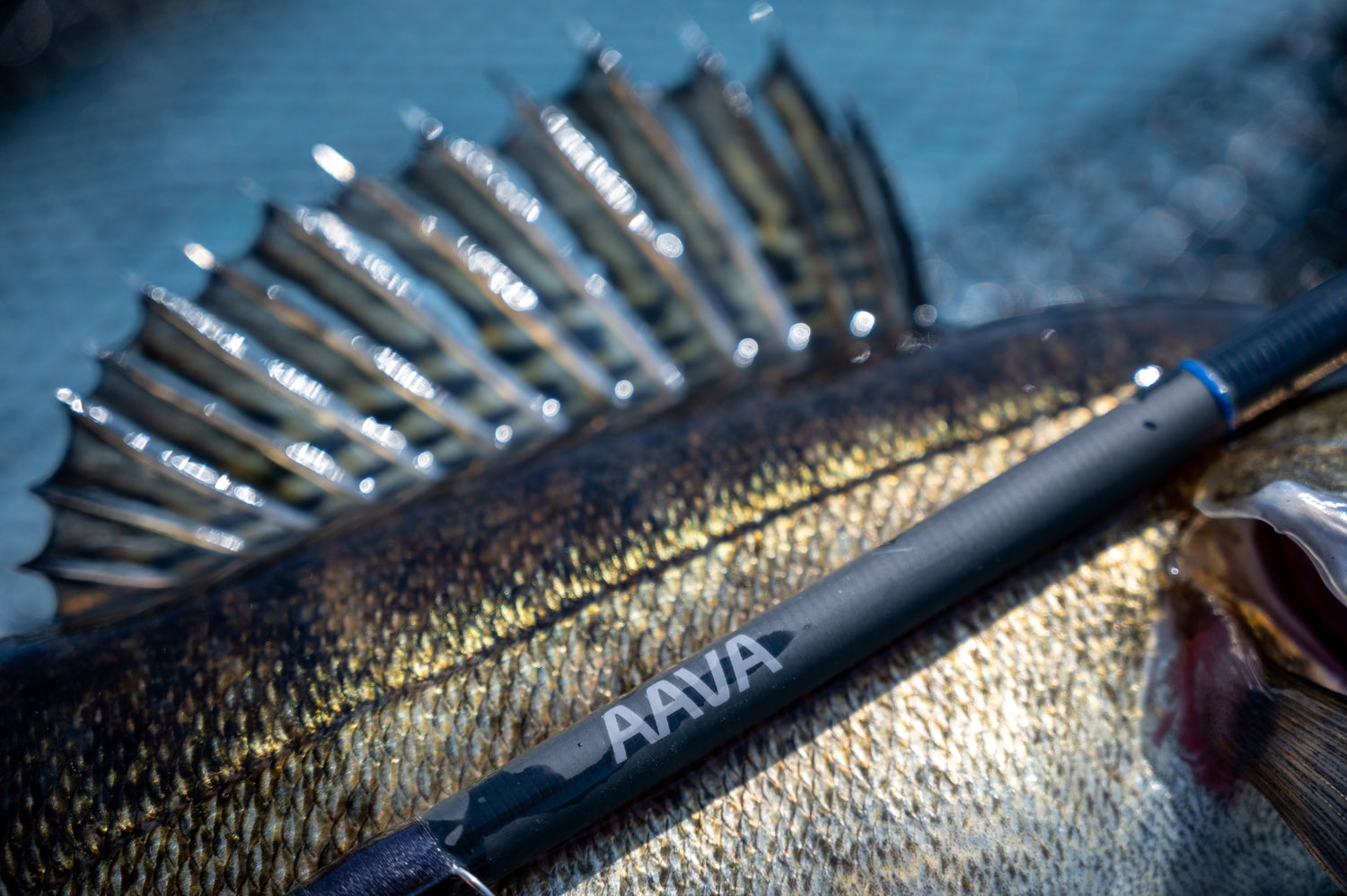 Aava Fishing | Official Site